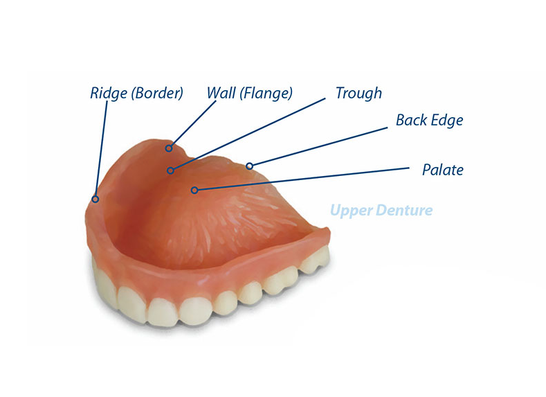 Dentureless Ridge Anatomy of Your Dentures – Densurefit.com